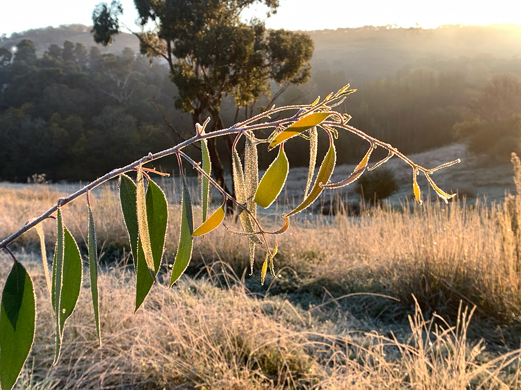 Eucalytpus Pauciflora leaves with morning dew